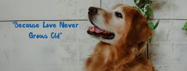 Senior golden retriever smiling beside the slogan 'Because love never grows old,' with green plant leaves on the wall background.