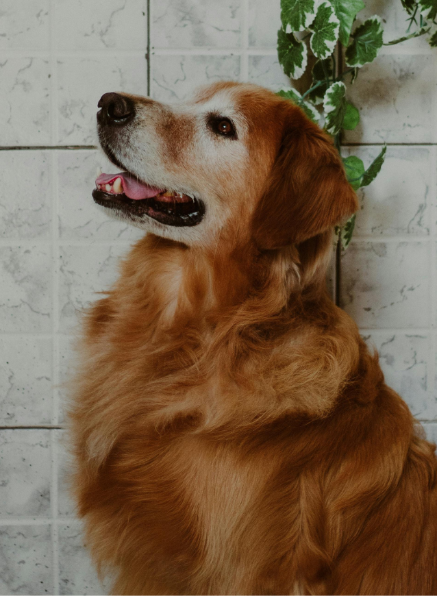 Senior golden retriever smiling beside the slogan 'Because love never grows old,' with green plant leaves on the wall background.